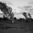 mongolian trees 1