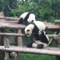 stoeiende reuzepanda's