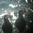 Puffins