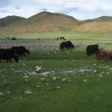 yaks