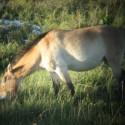 wild paard - Takhi