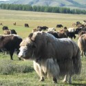 yaks