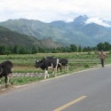 boer met vee in Baisha