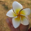 plumeria